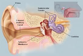 Labirintite anatomia