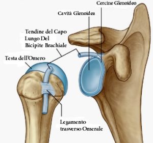 Spalla rotta Anatomia