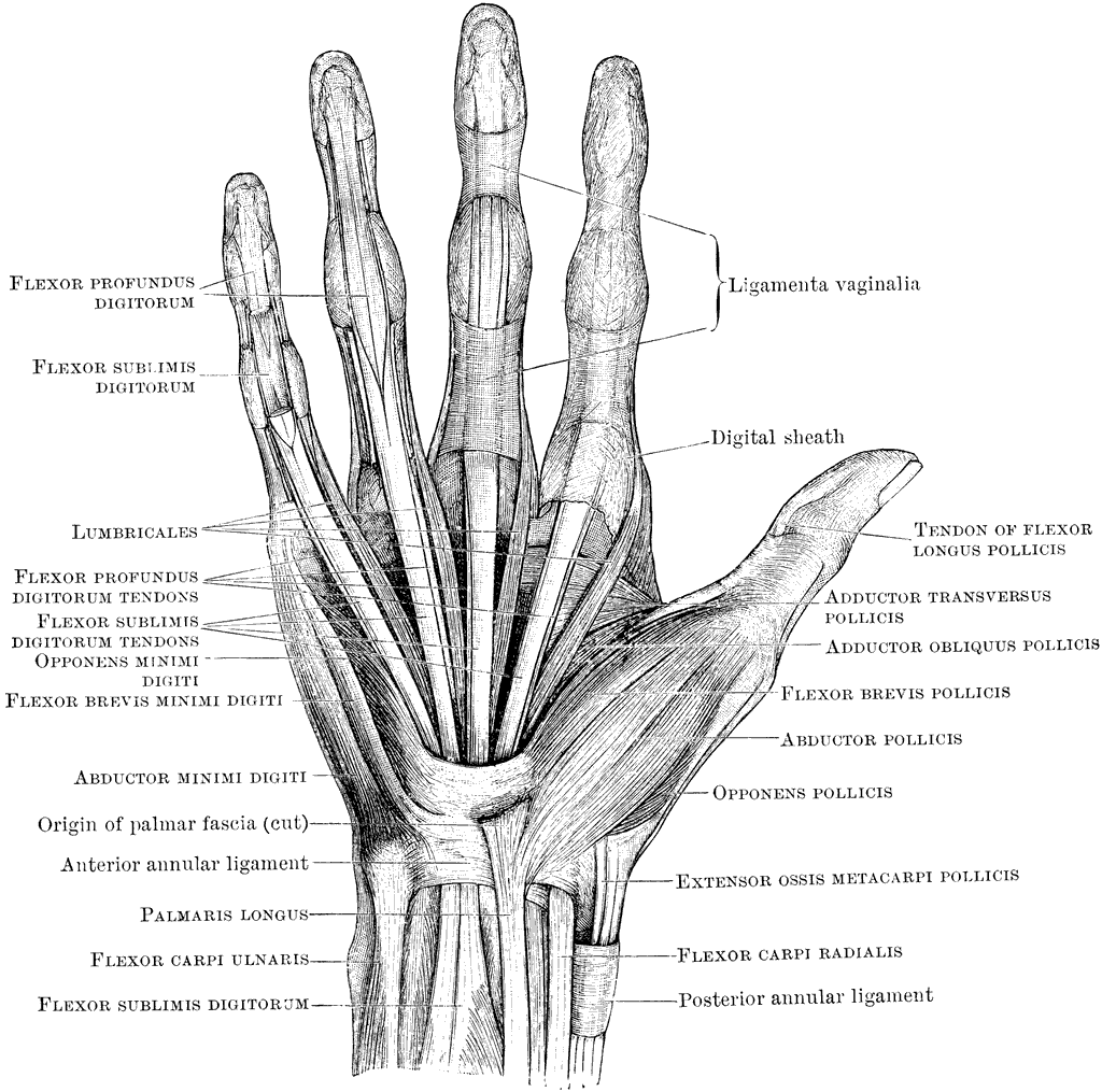 anatomia mano