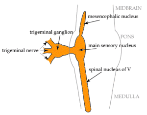 nuclei trigeminali