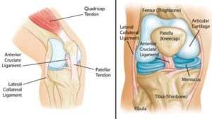 Anatomia ginocchio