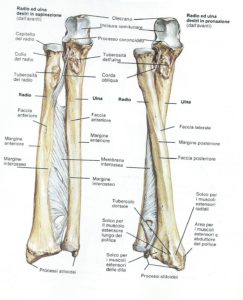 anatomia radio e ulna