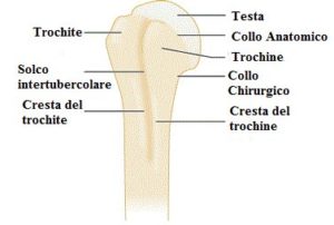 Anatomia omero