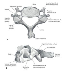 vertebra tipica cervicale