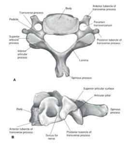 Vertebre cervicali anatomia