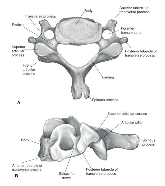 Vertebre cervicali anatomia