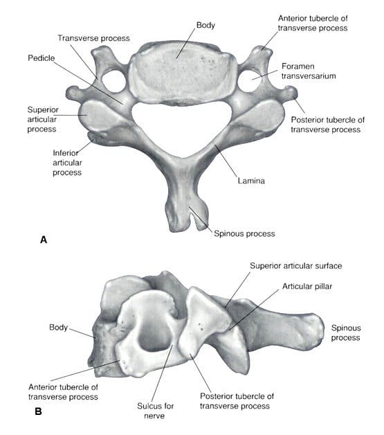 Vertebre Cervicali