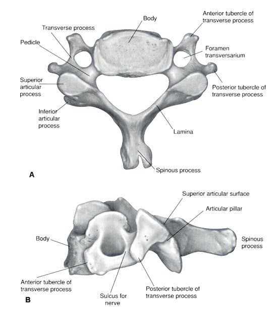 Vertebre Cervicali La Guida Completa
