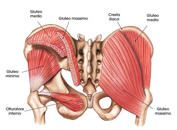 muscolatura gluteo