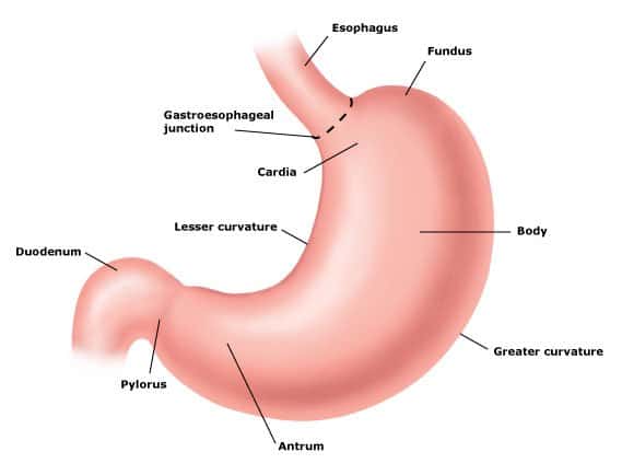 anatomia stomaco