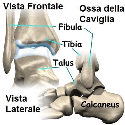 ossa della caviglia