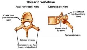 anatomia vertebra toracica
