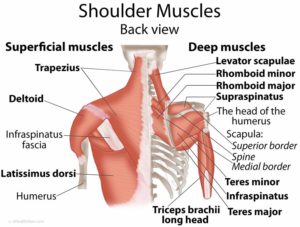 muscoli della spalla