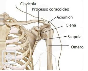ossa della spalla