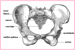 ossa del bacino