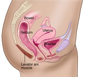 organi pavimento pelvico