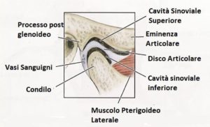 Anatomia Temporo mandibolare