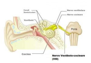 anatomia nervo vestibolare