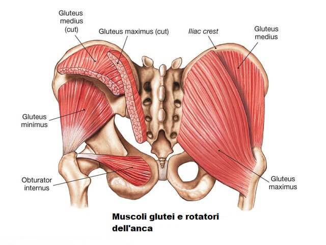 muscoli sacro