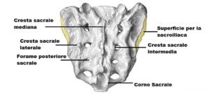 osso sacro anatomia osso sacro anatomia
