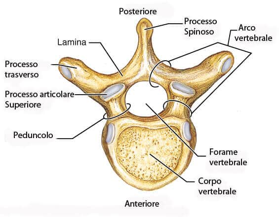 cervicale anatomia