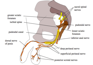 Nervo Pudendo