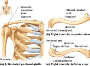 clavicola