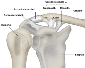 legamenti acromion claveare