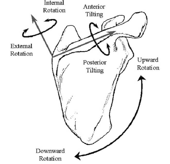 movimenti scapola