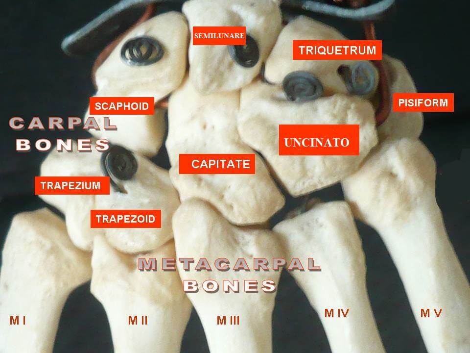 ossa del polso