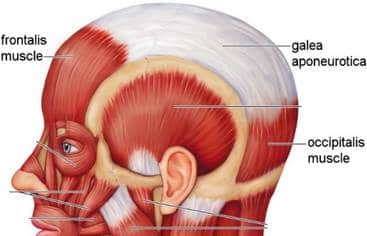 muscoli della nuca