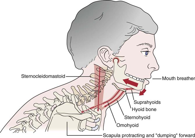 connessione tmj e ioide