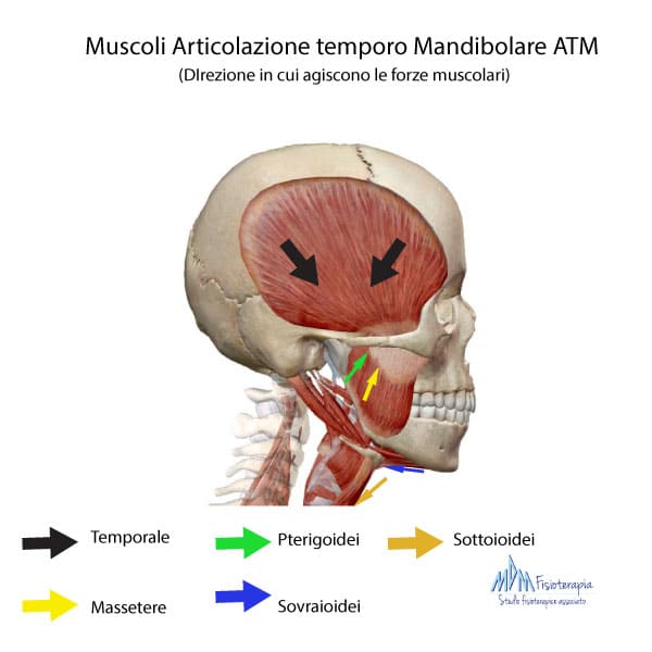 muscoli articolazione temporo-mandibolare