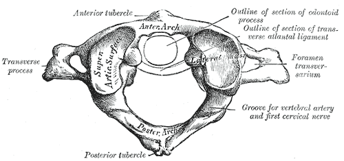 atlante cervicale