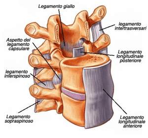 legamenti vertebre cervicali