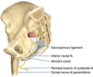 Canale di alcock e nervo pudendo