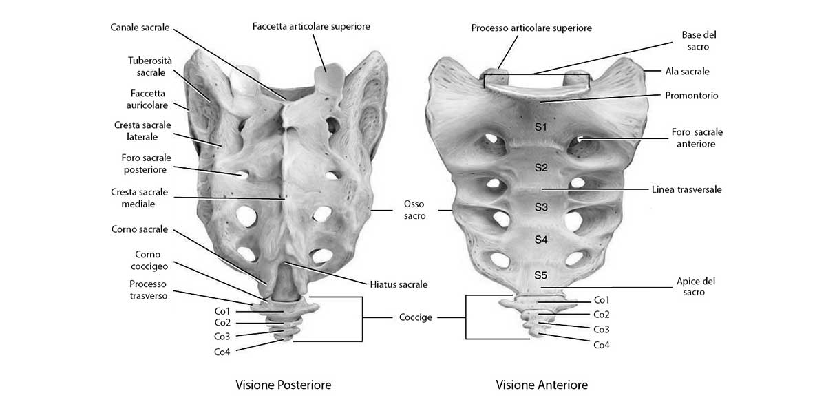 Vertebre Lombari