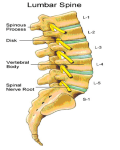 vertebre lombari anatomia