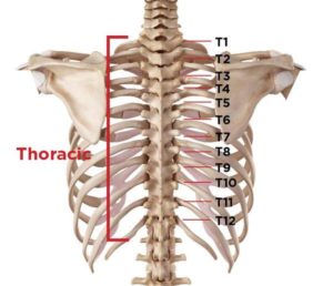 Vertebre dorsali quali sono