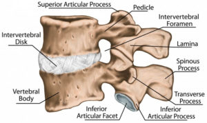 vertebra lombare