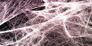 fascia tessuto tessuto connettivo