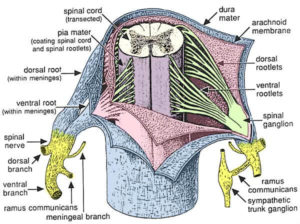 meningi midollo spinale