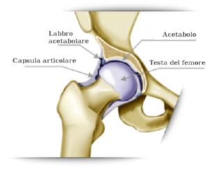 Anatomia articolazione anca