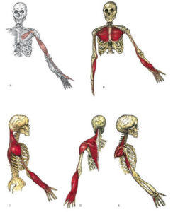 catena muscolare brachiale