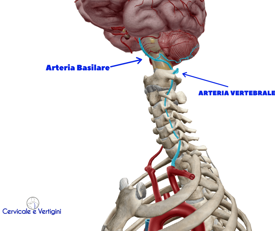 arteria vertebrale