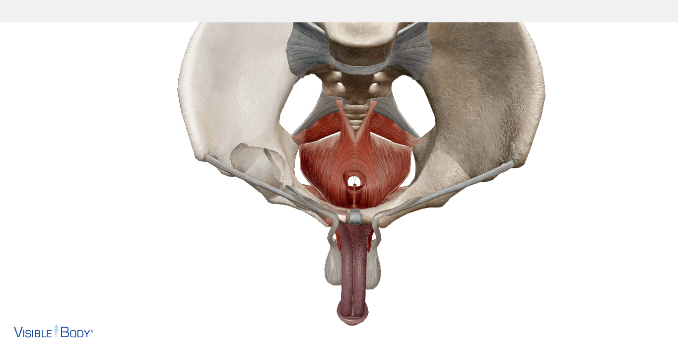 Pavimento Pelvico: Anatomia, A Cosa Serve ed Esercizi