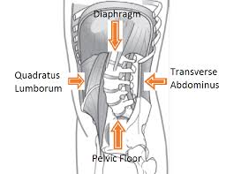 diaframma pelvico e zona lombare