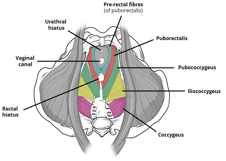 diaframma pelvico anatomia