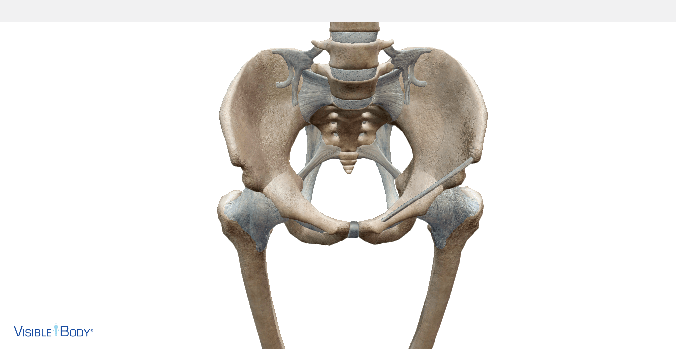 ossa del bacino