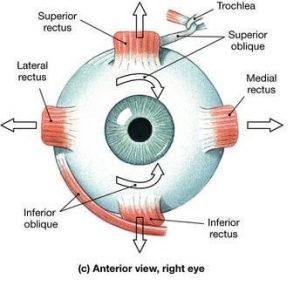 Disturbo della motilità oculare